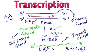 TRANSCRIPTIONS FOR SLST XI XII LIFE SCIENCES
