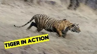 Tiger Stalking : Tiger Sighting Ranthambore India