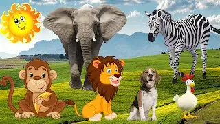 Learn to love animals, learn animal sounds: leopard, rhino, giraffe, cow, horse, dog, cat