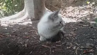 Beautiful Tabby point Siamese kitten