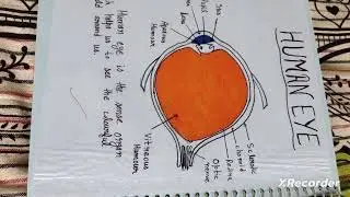 transparency on physical science topic#human eye#b.ed file #how to make transparency
