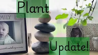 ASMR Lofi Quick Plant Update 🪴 ✨ Plant Tour + Phone Tapping 😌