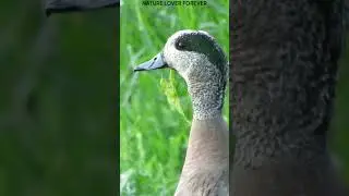 Duck close up #birds #shorts