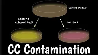 How To Detect Bacteria & Cell Culture Contamination In Cell Culture |