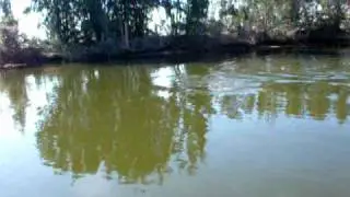 Bottlenose Dolphins in Port Canveral Barge Canal