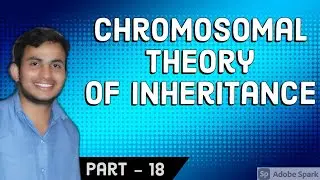 CHROMOSOMAL THEORY OF INHERITANCE | WALTER SUTTON | THEODOR BOVERI | 12TH BIO