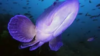 Groupers in the Medes Islands (GoPro)