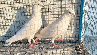 Breeder jode ka shok no.3🕊️🕊️