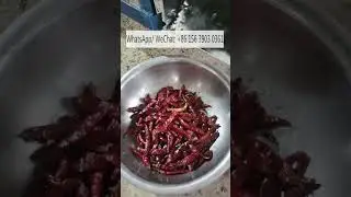 Automatic fresh dry red green chili stem cutting removing machine