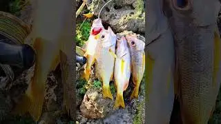 PANG ULAM LANG, MALAKAS PA HANGIN SA DAGAT,#fishing #fishingshorts #ikan