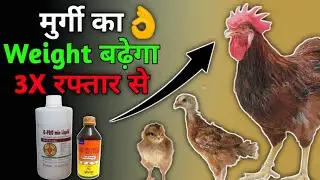 This is a great formula to increase the weight of chicken rapidly. Desi Murgi Palan weight gainin...