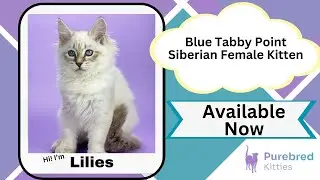 Lilies Blue Tabby Point Siberian Female Kitten Available Now | Purebred Kitties