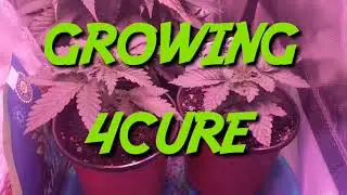 Super Silver Haze week 2 - Cheap Budget Marijuana grow tent