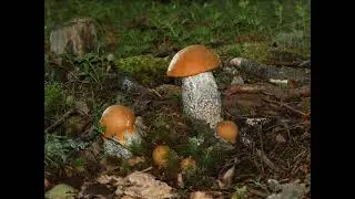 Leccinum aurantiacum