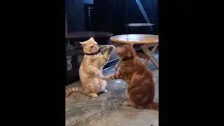 😹 funny cats videos and cat reaction. #shorts #funnycat #cats