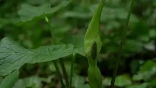 Arum maculatum in bloom 🔴