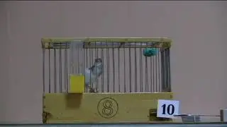 VІІ-й чемпионат канареек овсяночного напева 