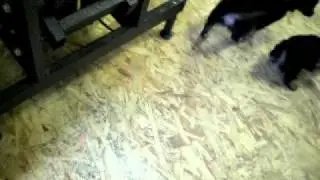 #2 puppy playtime at ItzaClip Furie & Kenzie