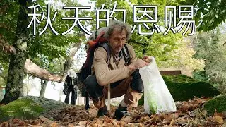 托斯卡纳秋天的森林，捡栗子当做晚饭