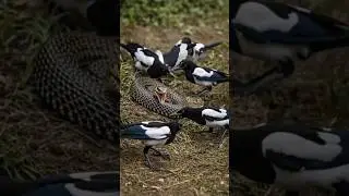 Dangerous snake eating birds#snakes#snakesound#snakeaivideos#snakeshunting#part_20