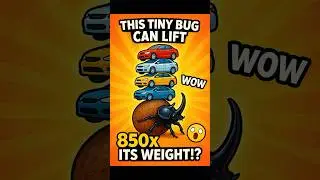 This tiny bug can lift 850x its weight!? 🤯