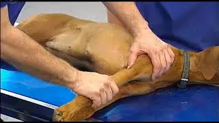 Untersuchung der Vordergliedmaße am liegenden Hund – Das Ellbogengelenk