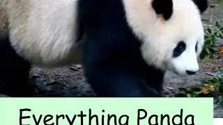Wizard Panda Fang wisdom: daily happy magic
