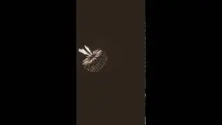 Big Bear fireworks happy Forth of July 🇺🇸😺