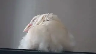 クリーム文鳥のお昼寝