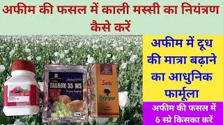 अफीम में काली मस्सी का नियंत्रण कैसे करें// Afim me downy mildeu // Black gold farming