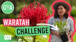 Grow a Waratah from Seed | Australian native plants | Gardening Australia