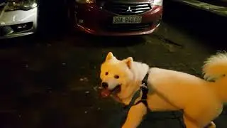 Funny 2018 cute dog doing in mid night and play with chicken toy 3