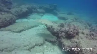 my ferst Spiny butterfly ray