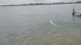 Betsyross swimming at Hurshtown Reservoir