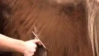 Equine FURminator deShedding Tool Demo