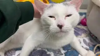 ADOPTED! Iota - adoptable cat in Oshkosh Wisconsin