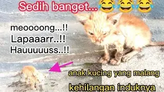 Anak kucing kelaparan,kehausan kehilangan induknya
