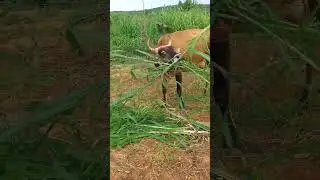 Fav food for cow 👆🏻👌🏻#cow #supernapier #farming #feed #grass