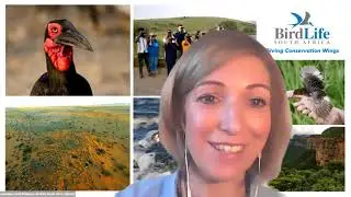 Birds Connect People Along the East Atlantic Flyway | Webinar | BirdLife Africa