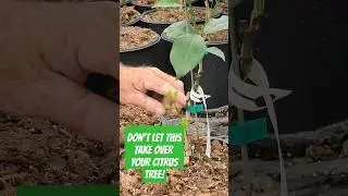 Why Removing Rootstock Suckers Is Critical To Growing Healthy Citrus Trees #citrustree