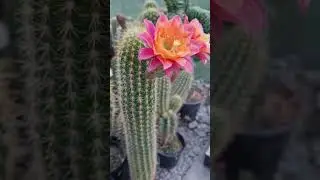 Cactus Hybrid MAMACITA
