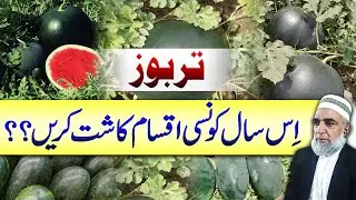 Best suited varieties for tunnel planted Watermelon || Crop Reformer