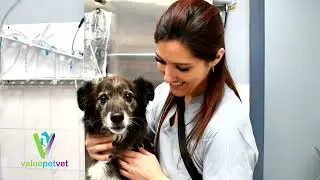 Value Pet Vet &ndash; Affordable Full-Service Vet Care for Dogs & Cats