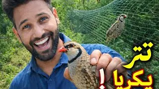 تیتر پکڑ لیا | دیہات کی زندگی | Real Village Vlog