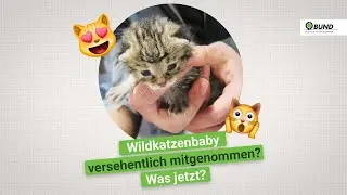 Vorsicht Verwechslungsgefahr - Wildkatze versehentlich mitgenommen - Was tun?