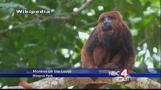 Minerva Park monkey sightings