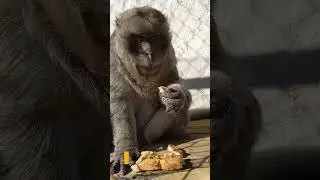 Sponsor a Rescued Monkey! | Monkey Sanctuary Symbolic Adoptions | Born Free USA Primate Sanctuary
