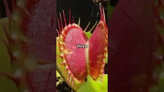 Nature&rsquo;s Deadly Traps