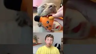 Top 5 Dogs of the Week