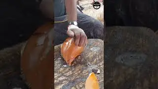 KASIMEDU 🔥 SPEED SELVAM |SNAIL 🐌 CUTTING SKILLS VIDEO #kasimeduspeedselvam